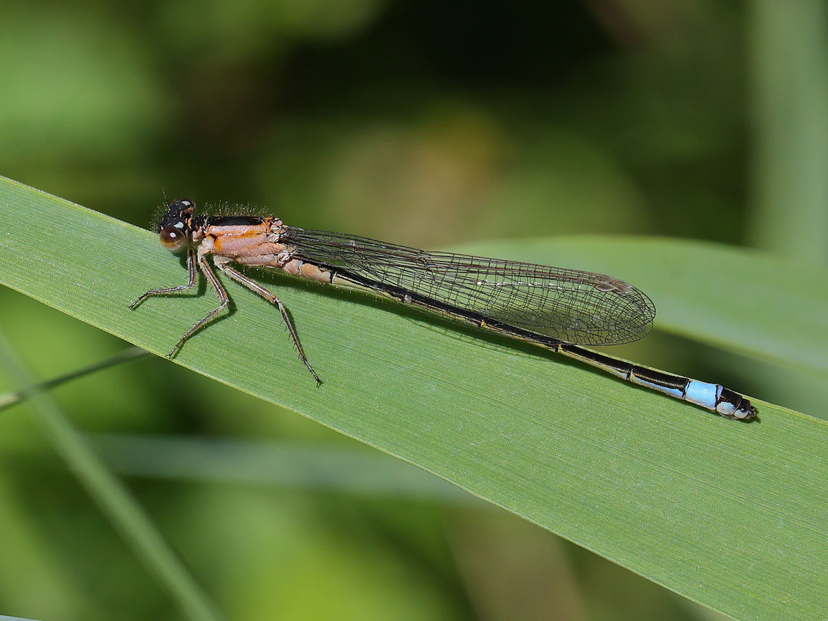 Ischnura_elegans